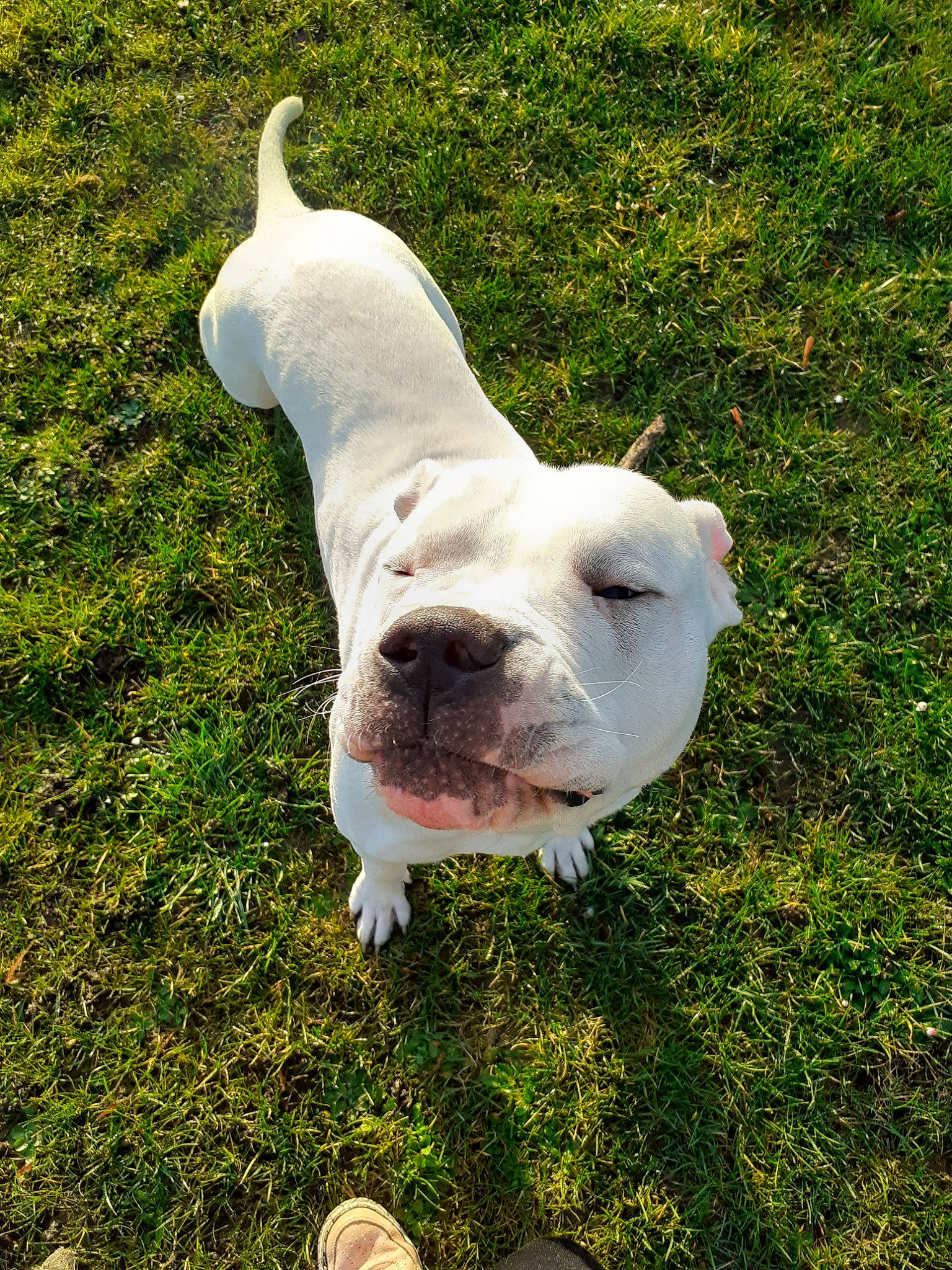 Fantôme participe au concours pour gagner de l'argent avec cette photo : american_bulldog, australian_bulldog, bulldog, canidae, carnivore, dog, dog_breed, dogo_argentino, dogo_guatemalteco, dorset_olde_tyme_bulldogge, grass, mammal, non_sporting_group, old_english_bulldog, olde_english_bulldogge, snout, toy_bulldog, valley_bulldog, vertebrate, white_english_bulldog