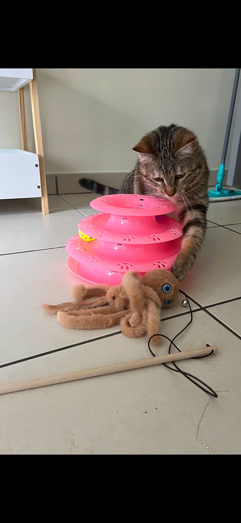 Tymless participe au concours pour gagner de l'argent avec cette photo : carnivore, cat, domestic_short_haired_cat, felidae, floor, flooring, fur, hardwood, hat, mammal, paw, pet_supply, small_to_medium_sized_cats, tableware, tail, teddy_bear, vertebrate, whiskers, wire, wood