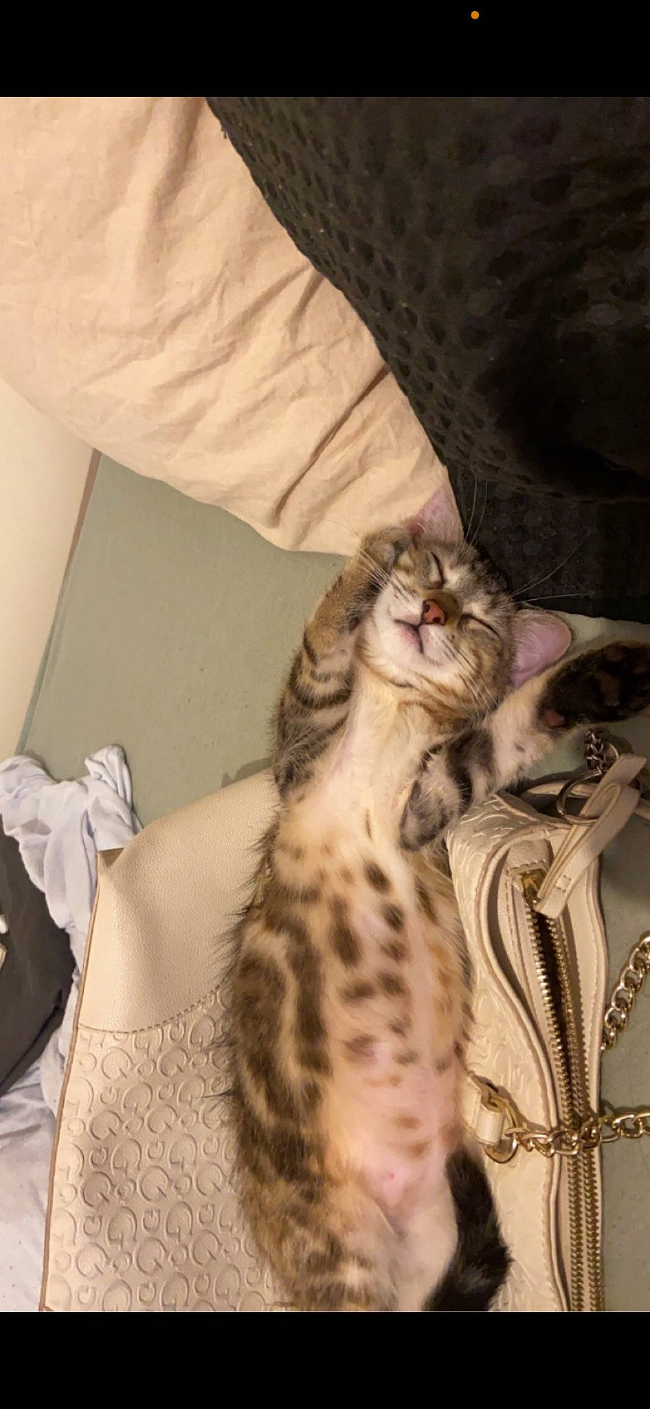 Tymless participe au concours pour gagner de l'argent avec cette photo : carnivore, cat, cat_supply, comfort, domestic_short_haired_cat, door, fawn, felidae, fur, paw, small_to_medium_sized_cats, terrestrial_animal, whiskers