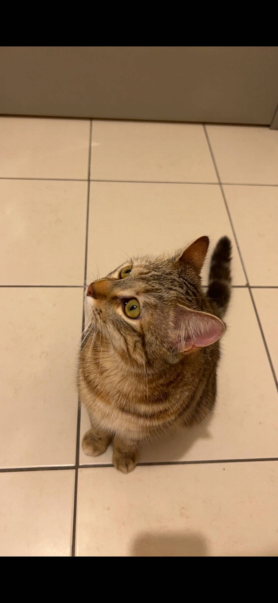 Tymless participe au concours pour gagner de l'argent avec cette photo : carnivore, cat, claw, domestic_short_haired_cat, ear, eye, fawn, felidae, floor, flooring, fur, small_to_medium_sized_cats, snout, tail, terrestrial_animal, tile, tile_flooring, whiskers, window, wood