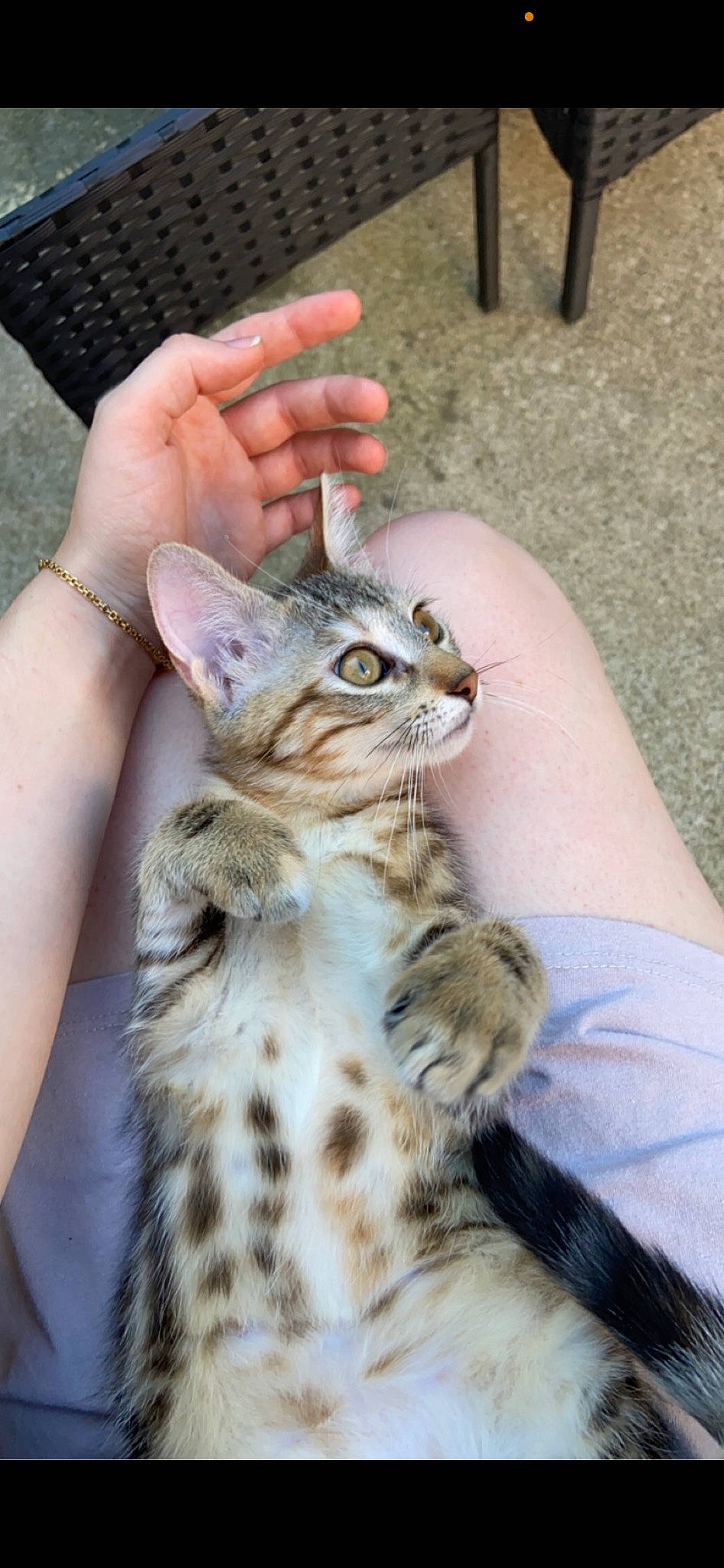 Tymless participe au concours pour gagner de l'argent avec cette photo : carnivore, cat, claw, domestic_short_haired_cat, fawn, felidae, finger, fur, gesture, grass, hand, nail, paw, small_to_medium_sized_cats, snout, terrestrial_animal, thumb, whiskers, wildlife