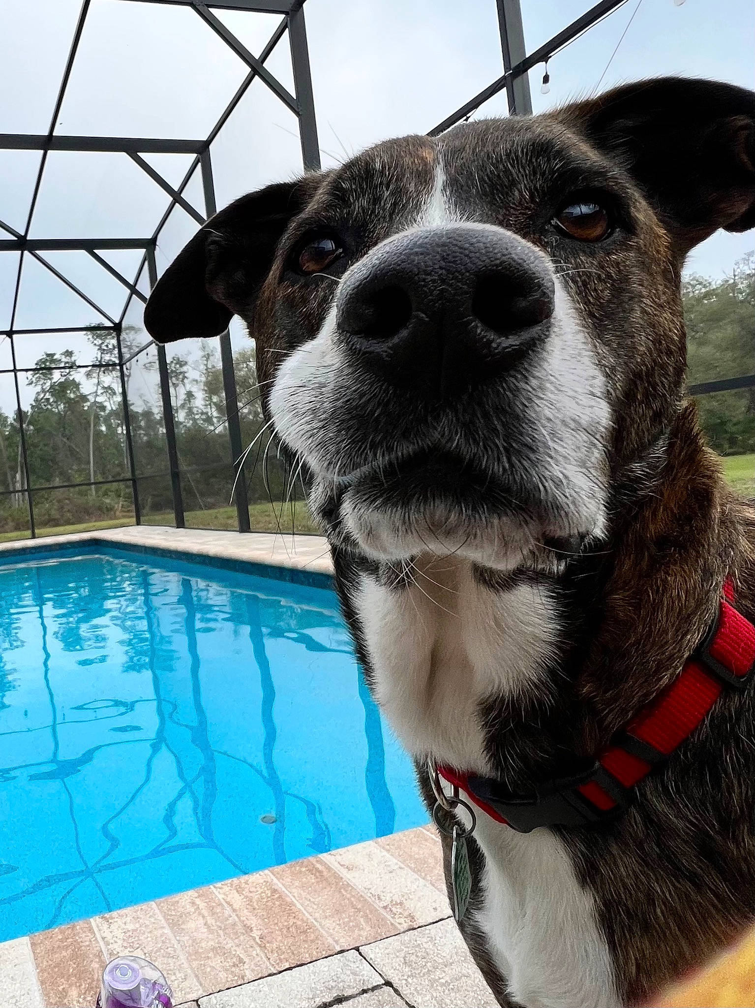 Buddy joined the competition — help win amazing prizes! blue, carnivore, collar, companion_dog, dog, dog_breed, dog_collar, dog_supply, fawn, fur, jaw, leash, pet_supply, sky, snout, sporting_group, swimming_pool, water, whiskers, working_animal