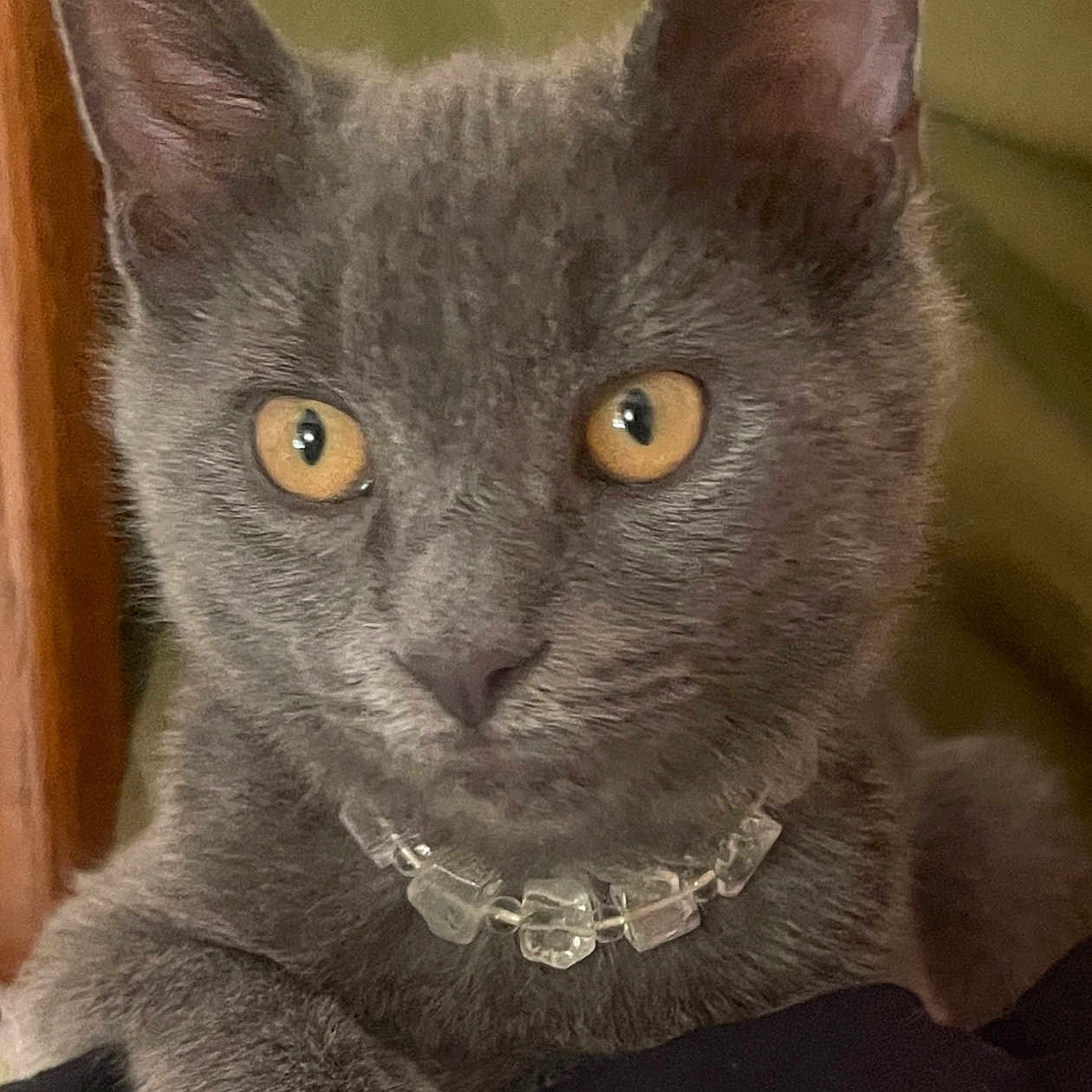 Angel joined the competition — help win amazing prizes! abyssinian, accessories, angora, animal, blackcat, cat, collar, egyptiancat, gray, jewelry, kitten, manx, necklace, pet, snout, strap