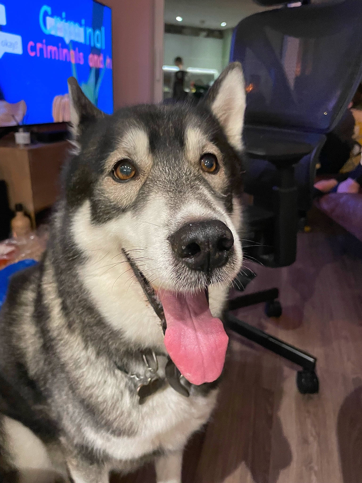 Thunder is registered to the contest to win money with this photo: canidae, carnivore, chair, collar, companion_dog, dog, dog_breed, flooring, fur, jaw, leash, metal, recreation, selfie, sled_dog, snout, sporting_group, square, whiskers, working_dog