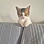 Chamalow a rejoint le concours — aidez-le/la à gagner de superbes lots ! kitten, cat, sleepy, couch, gray, furniture, pet, indoor, whiskers, ears, paw, resting, cute, young, animal, tabby, white, closeup, texture, adorable