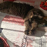 Nougat a rejoint le concours — aidez-le/la à gagner de superbes lots ! bed, carnivore, cat, domestic_short_haired_cat, european_shorthair, felidae, fur, kitten, nap, norwegian_forest_cat, pixie_bob, sleep, small_to_medium_sized_cats, tail, whiskers