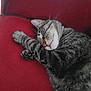 cat, tabby, sleeping, paw, whiskers, nose, fur, red_cushion, indoor, relaxed, closeup, pet, animal, resting, cozy, cute, mammal, feline, domestic, nap