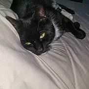 Nugget is registered to the contest to win money with this photo: cat, black_and_white, green_eyes, bed, lying_down, indoor, pet, feline, whiskers, fur, relaxed, sleepy, cozy, close_up, animal, domestic, resting, soft, comfort, quiet