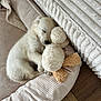 Achille participe au concours pour gagner de l'argent avec cette photo : adorable, animal, bed, comfort, cozy, cuddling, cute, dog, indoor, napping, peaceful, pet, plush_toy, puppy, resting, ribbed_texture, sleeping, soft, white_fur, wooden_floor