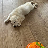 Achille a rejoint le concours — aidez-le/la à gagner de superbes lots ! adorable, animal, calm, cozy, cute, dog, floor, fur, home, indoor, laying_down, orange_toy, pet, puppy, relaxed, resting, sleeping, toy, wooden_floor, young_dog