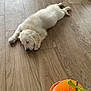adorable, animal, calm, cozy, cute, dog, floor, fur, home, indoor, laying_down, orange_toy, pet, puppy, relaxed, resting, sleeping, toy, wooden_floor, young_dog