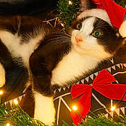 Bumble is registered to the contest to win money with this photo: animal, black_and_white, cat, celebration, christmas_lights, closeup, cozy, cute, decorations, festive, fur, green_garland, holiday, indoors, paws, pet, red_bow, relaxed, santa_hat, whiskers