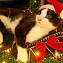 animal, black_and_white, cat, celebration, christmas_lights, closeup, cozy, cute, decorations, festive, fur, green_garland, holiday, indoors, paws, pet, red_bow, relaxed, santa_hat, whiskers