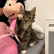 Gizmo participe au concours pour gagner de l'argent avec cette photo : bag, cat, curious, cushion, cute, feline, fur, gray, indoor, kitten, minnie_mouse, paw, pet, pink, playful, plush_toy, seat, tabby, toy, whiskers