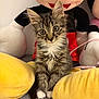 Gizmo a rejoint le concours — aidez-le/la à gagner de superbes lots ! animal, cat, cute, ears, face, fur, furry, indoors, kitten, mickey_mouse, pet, plush_toy, sitting, small, soft_toy, tabby, toy, whiskers, white_paws, yellow_cushion
