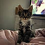 animal, bedroom, blanket, cat, couch, cute, domestic, ears, eyes, face, feline, fur, indoor, kitten, pet, pink, soft, television, whiskers, young