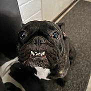 Quinn joined the competition — help win amazing prizes! animal, black_dog, canine, carpet, close_up, cute, dog, domestic_animal, expression, face, floor, fur, indoor, looking_up, pet, portrait, snout, teeth, wall, whiskers