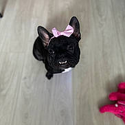 Quinn is registered to the contest to win money with this photo: dog, french_bulldog, black_dog, pink_bow, pet, indoor, wooden_floor, toy, pink_toy, cute, small_dog, sitting, looking_up, animal, playful, adorable, companion, domestic_animal, portrait, teeth