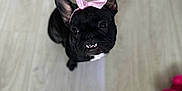 Quinn is registered to the contest to win money with this photo: adorable, animal, black_dog, companion, cute, dog, domestic_animal, french_bulldog, indoor, looking_up, pet, pink_bow, pink_toy, playful, portrait, sitting, small_dog, teeth, toy, wooden_floor