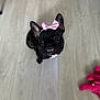 dog, french_bulldog, black_dog, pink_bow, pet, indoor, wooden_floor, toy, pink_toy, cute, small_dog, sitting, looking_up, animal, playful, adorable, companion, domestic_animal, portrait, teeth