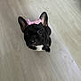 Quinn joined the competition — help win amazing prizes! adorable, animal, black_dog, close_up, companion, cute, dog, domestic_animal, ears, face, floor, french_bulldog, indoor, looking_up, pet, pink_bow, puppy, sitting, small_dog, wooden_floor