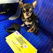 Dicto participe au concours pour gagner de l'argent avec cette photo : blue, canidae, carnivore, chihuahua, companion_dog, corgi_chihuahua, dog, dog_breed, dog_supply, electric_blue, fashion_accessory, fawn, font, fur, snout, sporting_group, toy_dog, whiskers, working_animal, yellow