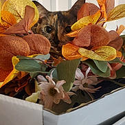 Pistachio is registered to the contest to win money with this photo: cat, flowers, artificial_flowers, box, indoor, curious, peeking, orange, yellow, green, brown, pet, animal, closeup, feline, leaf, decor, cute, nature, background