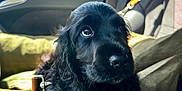 Roméo a rejoint le concours — aidez-le/la à gagner de superbes lots ! puppy, dog, black_fur, cushion, car_interior, seatbelt, window, sunlight, pet, animal, cute, young_dog, relaxing, indoors, closeup, fluffy, adorable, seat, car_door, collar