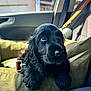 puppy, dog, black_fur, cushion, car_interior, seatbelt, window, sunlight, pet, animal, cute, young_dog, relaxing, indoors, closeup, fluffy, adorable, seat, car_door, collar