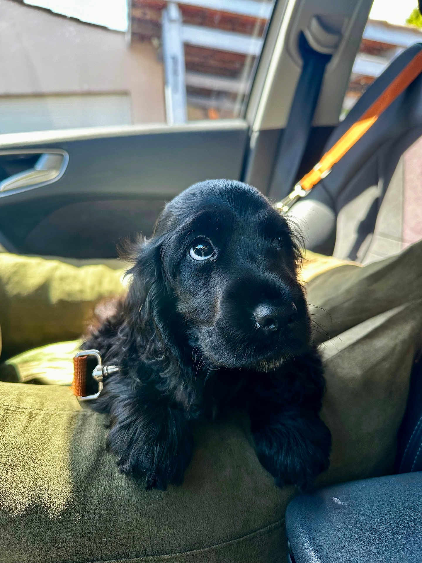 Roméo a rejoint le concours — aidez-le/la à gagner de superbes lots ! puppy, dog, black_fur, cushion, car_interior, seatbelt, window, sunlight, pet, animal, cute, young_dog, relaxing, indoors, closeup, fluffy, adorable, seat, car_door, collar