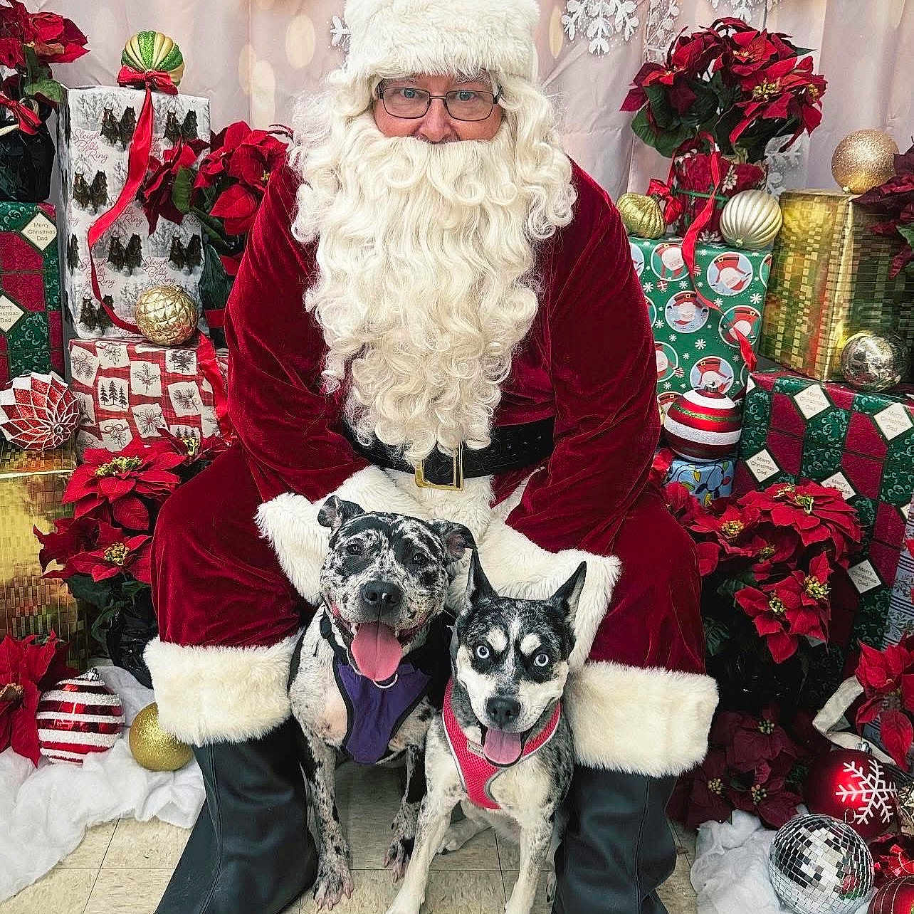 Prada And Brooklyn is registered to the contest to win money with this photo: beard, black, celebration, christmas, decoration, dog, festive, floor, gift, glasses, happy, holiday, indoor, person, poinsettia, pose, red, santa_claus, smiling, white