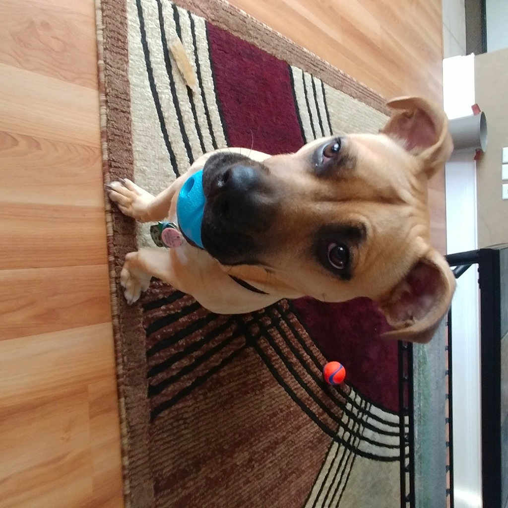 Oliver is registered to the contest to win money with this photo: american_bulldog, american_pit_bull_terrier, american_staffordshire_terrier, animal_shelter, boerboel, canidae, carnivore, dog, dog_breed, fawn, non_sporting_group, nose, pit_bull, snout, sporting_group, staffordshire_bull_terrier