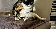 Crunchy is registered to the contest to win money with this photo: cat, calico_cat, chair, towel, indoor, pet, feline, curious, sitting, paw, fur, window_blinds, wooden_chair, home, relaxed, animal, domestic, cute, texture, shadow