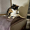 cat, calico_cat, chair, towel, indoor, pet, feline, curious, sitting, paw, fur, window_blinds, wooden_chair, home, relaxed, animal, domestic, cute, texture, shadow