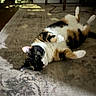 calico_cat, cat, indoor, rug, sunlight, relaxed, pet, animal, fur, white_paws, black_patches, orange_patches, patterned_rug, floor, home, cozy, playful, lying_down, domestic_cat, feline