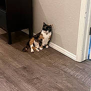 Crunchy joined the competition — help win amazing prizes! cat, calico, indoor, floor, wall, furniture, nightstand, wooden_floor, pet, animal, relaxed, sitting, corner, domestic_cat, white_paws, brown, black, orange, collar, home