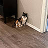 cat, calico, indoor, floor, wall, furniture, nightstand, wooden_floor, pet, animal, relaxed, sitting, corner, domestic_cat, white_paws, brown, black, orange, collar, home