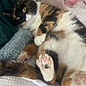 cat, calico, pet, paw, fur, bed, blanket, pillow, cozy, relaxed, indoor, cute, animal, whiskers, sleepy, feline, soft, resting, domestic_cat, pink_paw_pads