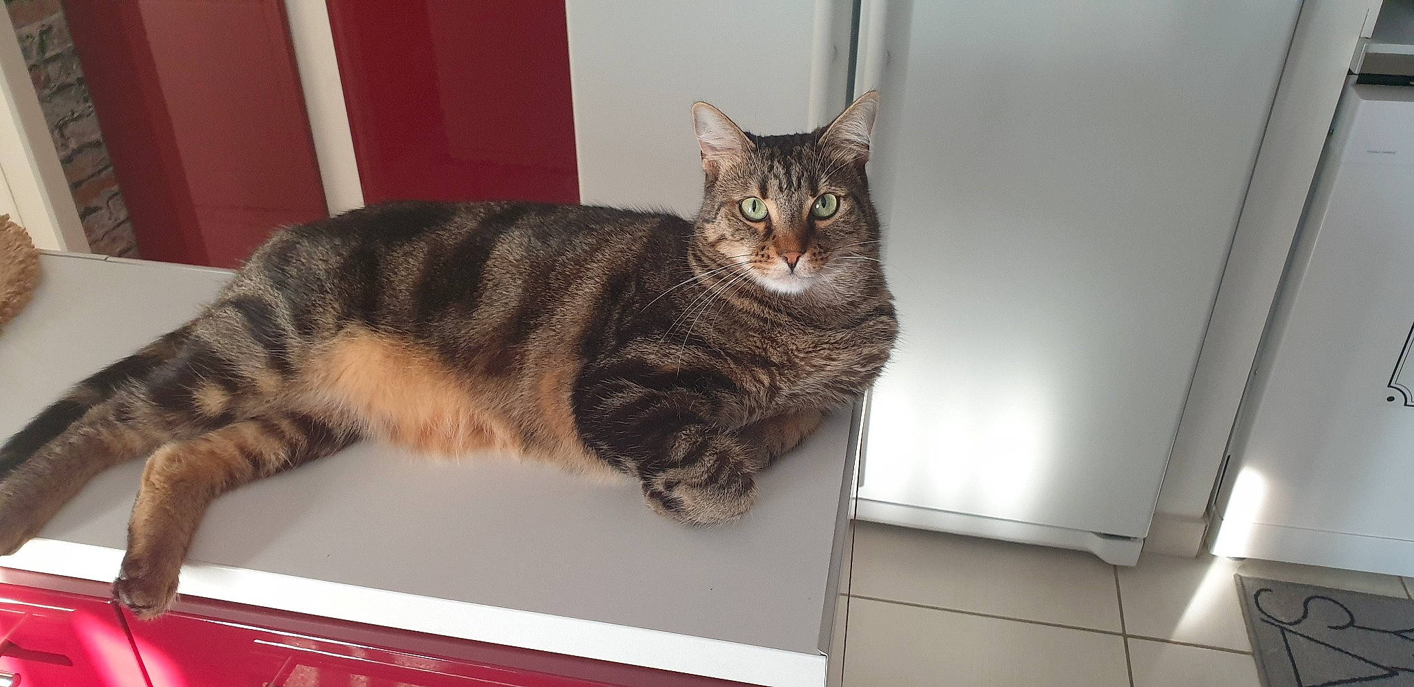 Panache a rejoint le concours — aidez-le/la à gagner de superbes lots ! box, carnivore, cat, cat_supply, comfort, domestic_short_haired_cat, eye, felidae, flooring, fur, paw, pet_supply, rectangle, room, sitting, small_to_medium_sized_cats, snout, tail, terrestrial_animal, whiskers