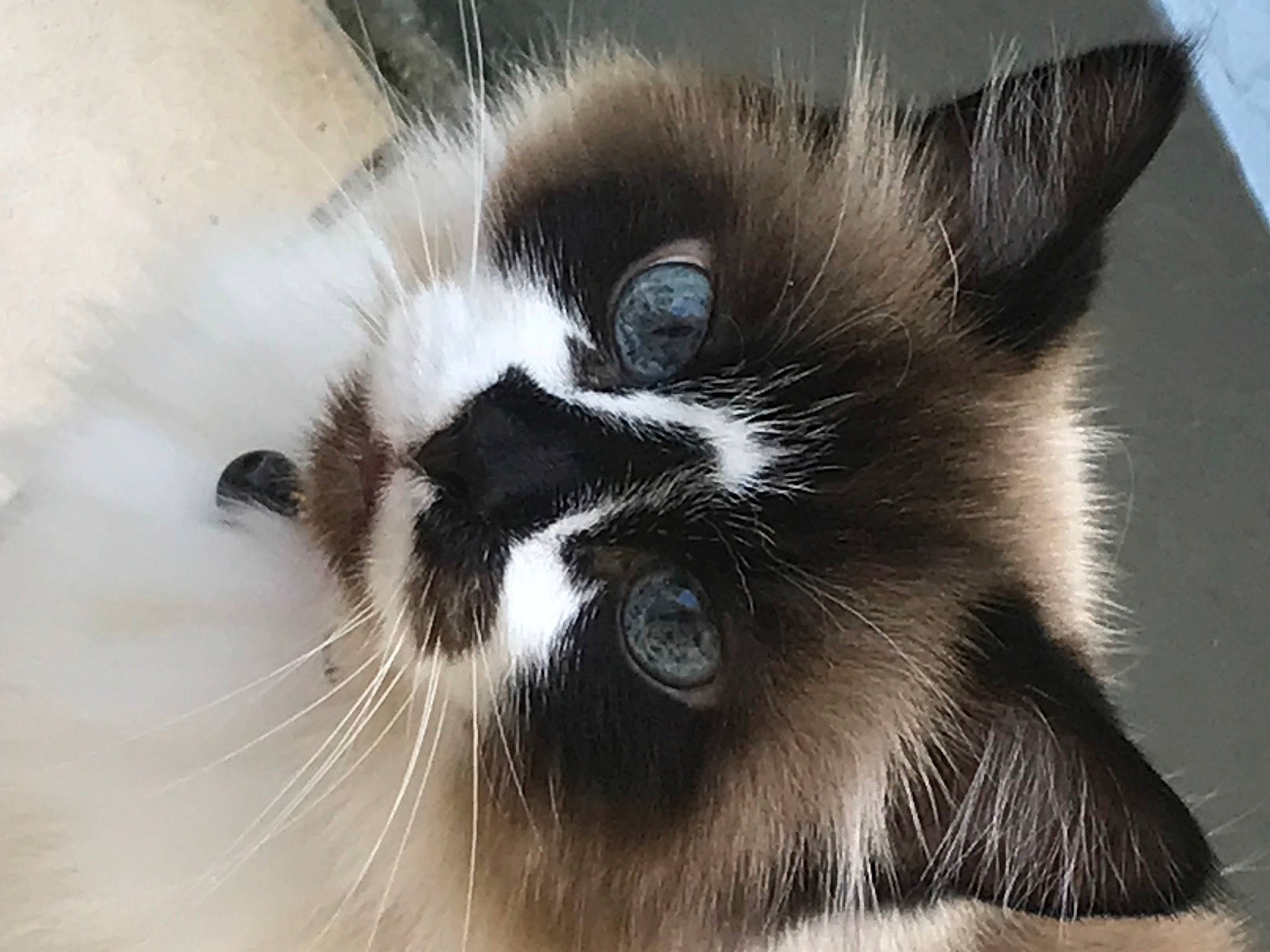 Chloé participe au concours pour gagner de l'argent avec cette photo : balinese, birman, carnivore, cat, claw, domestic_short_haired_cat, felidae, fur, iris, monochrome_photography, paw, small_to_medium_sized_cats, snout, tail, terrestrial_animal, thai, whiskers