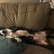 Murphy is registered to the contest to win money with this photo: animal, belly_up, black_and_white, blanket, couch, cozy, cushion, cute, dog, furniture, home, indoors, living_room, lying_down, paws, pet, portrait, relaxed, sleeping, tummy