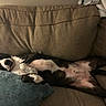 animal, belly_up, black_and_white, blanket, couch, cozy, cushion, cute, dog, furniture, home, indoors, living_room, lying_down, paws, pet, portrait, relaxed, sleeping, tummy