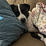 Murphy is registered to the contest to win money with this photo: animal, black_and_white, blanket, comfort, couch, cozy, dog, eyes, face, home, indoors, nose, paws, pet, portrait, puppy, relaxed, resting, sleeping, snuggling
