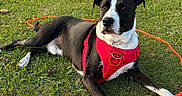 Murphy is registered to the contest to win money with this photo: alert, animal, black_and_white, canine, companion, dog, domestic, field, grass, leash, nature, outdoor, park, pet, playful, red_harness, resting, summer, sunlight, tangled