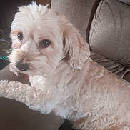 Saber joined the competition — help win amazing prizes! animal, comfort, companion, couch, cozy, curious, cute, dog, domestic, fluffy, fur, home, indoor, light_colored, looking_away, pet, relaxed, side_view, sitting, soft_furniture