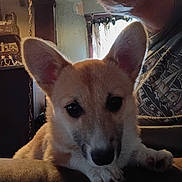 Baby joined the competition — help win amazing prizes! puppy, dog, indoor, couch, ears, pet, animal, closeup, face, curious, person, human, shadow, light, window, curtain, furniture, home, portrait, cute