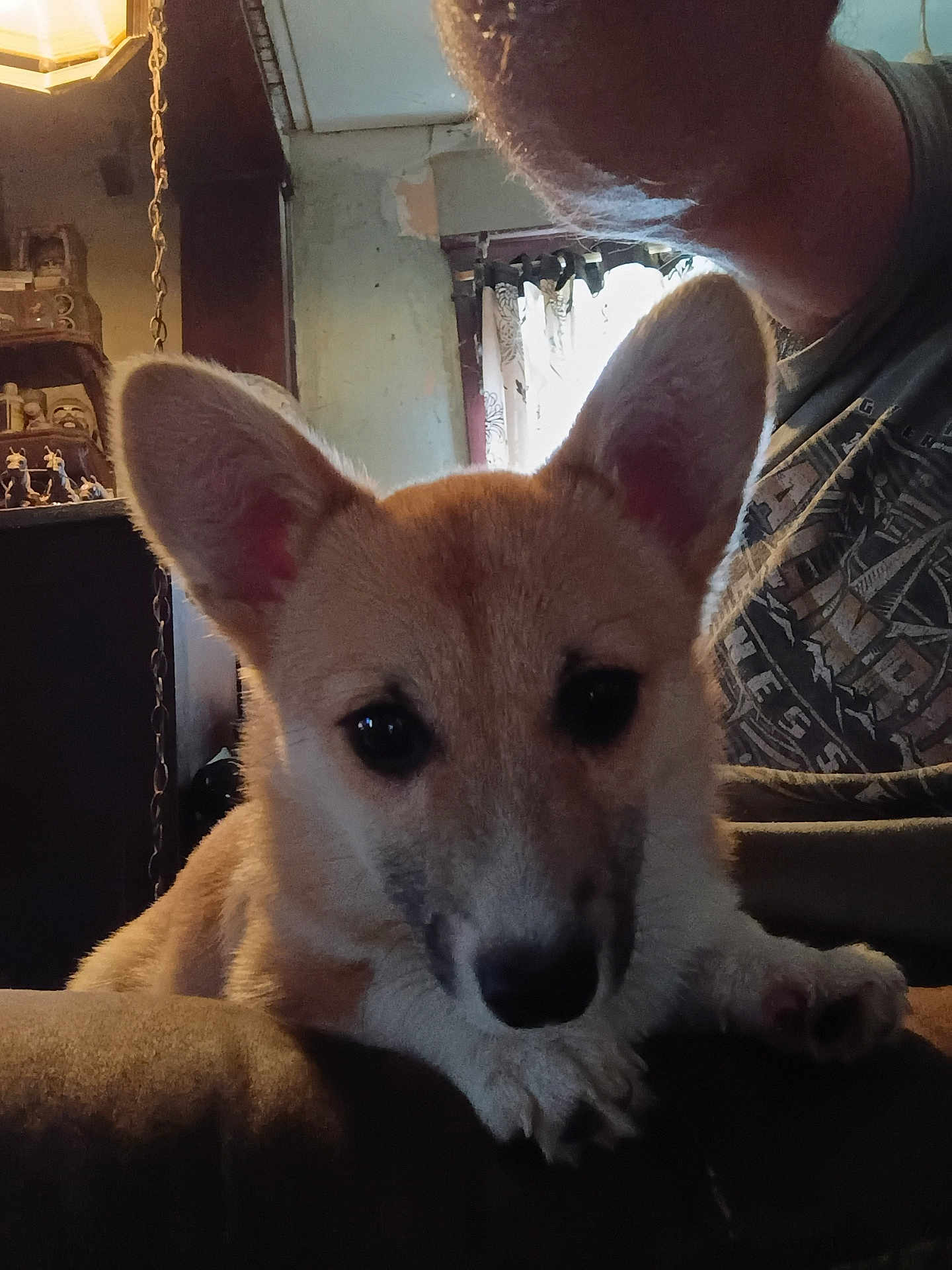 Baby joined the competition — help win amazing prizes! puppy, dog, indoor, couch, ears, pet, animal, closeup, face, curious, person, human, shadow, light, window, curtain, furniture, home, portrait, cute