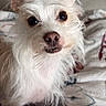 Peaches Hope is registered to the contest to win money with this photo: dog, pet, white_dog, small_dog, scruffy, fluffy, eyes, ears, blanket, indoor, cozy, cute, fur, portrait, animal, companion, relaxed, home, comfort, curious