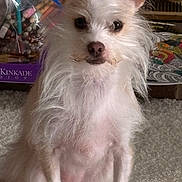 Peaches Hope joined the competition — help win amazing prizes! dog, pet, fluffy, scruffy, carpet, indoor, art_supplies, coloring_page, ears, fur, animal, cute, portrait, sitting, whiskers, nose, eyes, small_dog, household, background