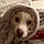 Peaches Hope